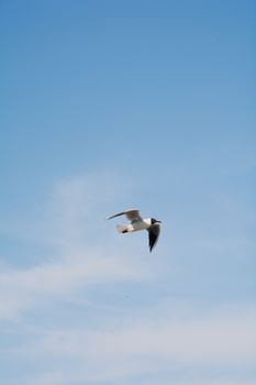 A seagull gracefully flies across a clear blue sky in Balkhash, Kazakhstan.