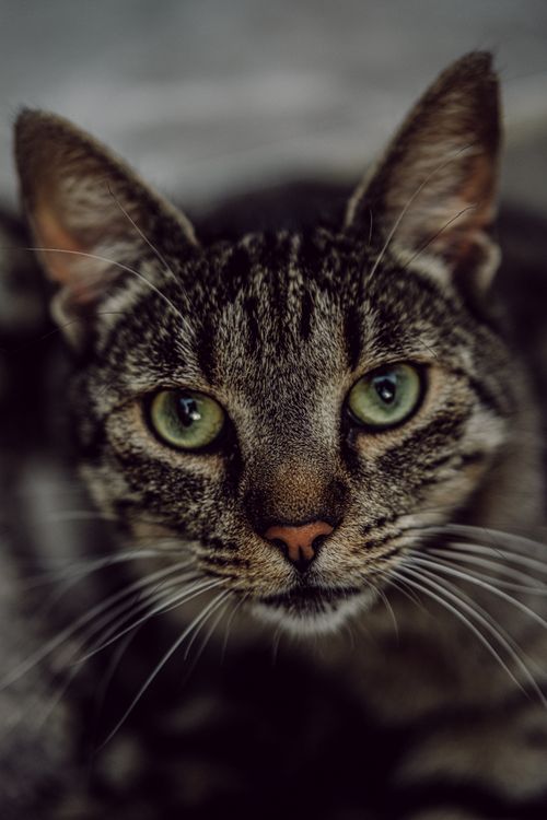 Free A detailed close-up portrait of a tabby cat with striking green eyes, emphasizing texture and detail. Stock Photo