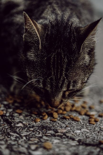 英短猫粮