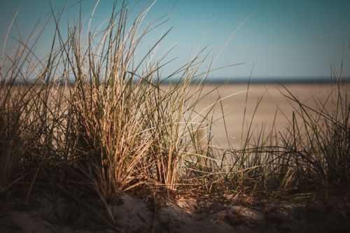 Free A serene view of coastal beach dunes with grass under a clear blue sky, capturing the essence of nature. Stock Photo