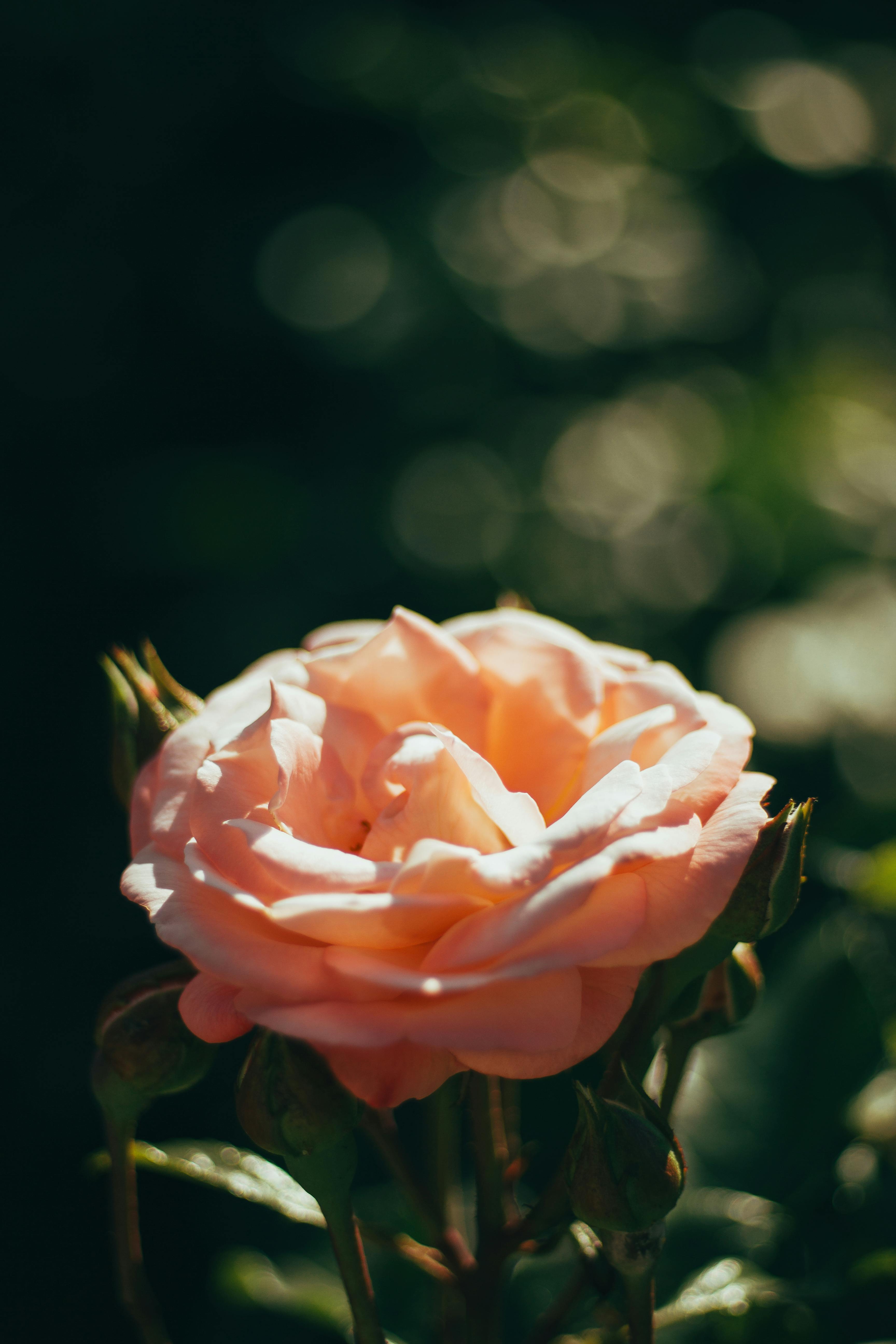 A beautifully captured blush pink rose in full bloom with a soft and moody background.