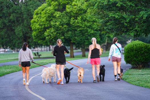 Four women walk dogs on a park trail in Stamford, Connecticut at dawn.