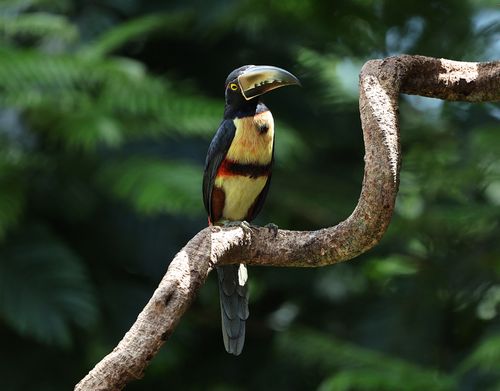 Free A vibrant collared aracari resting on a tree branch in a tropical forest. Stock Photo