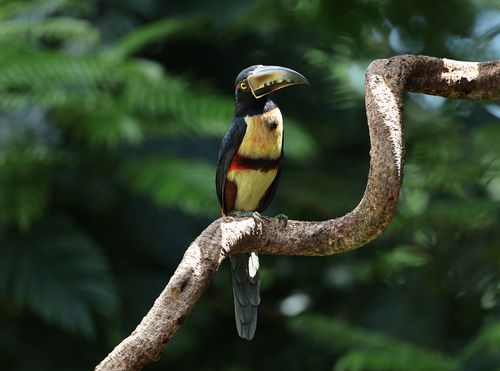 Free Vibrant collared aracari perched on a branch in lush Costa Rican rainforest, showcasing its striking colors. Stock Photo