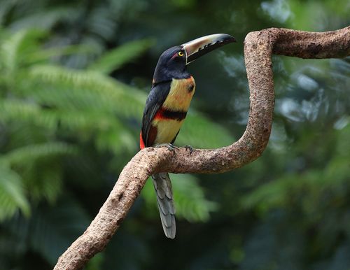 Free A vibrant collared aracari perched on a curved branch in lush tropical greenery. Stock Photo