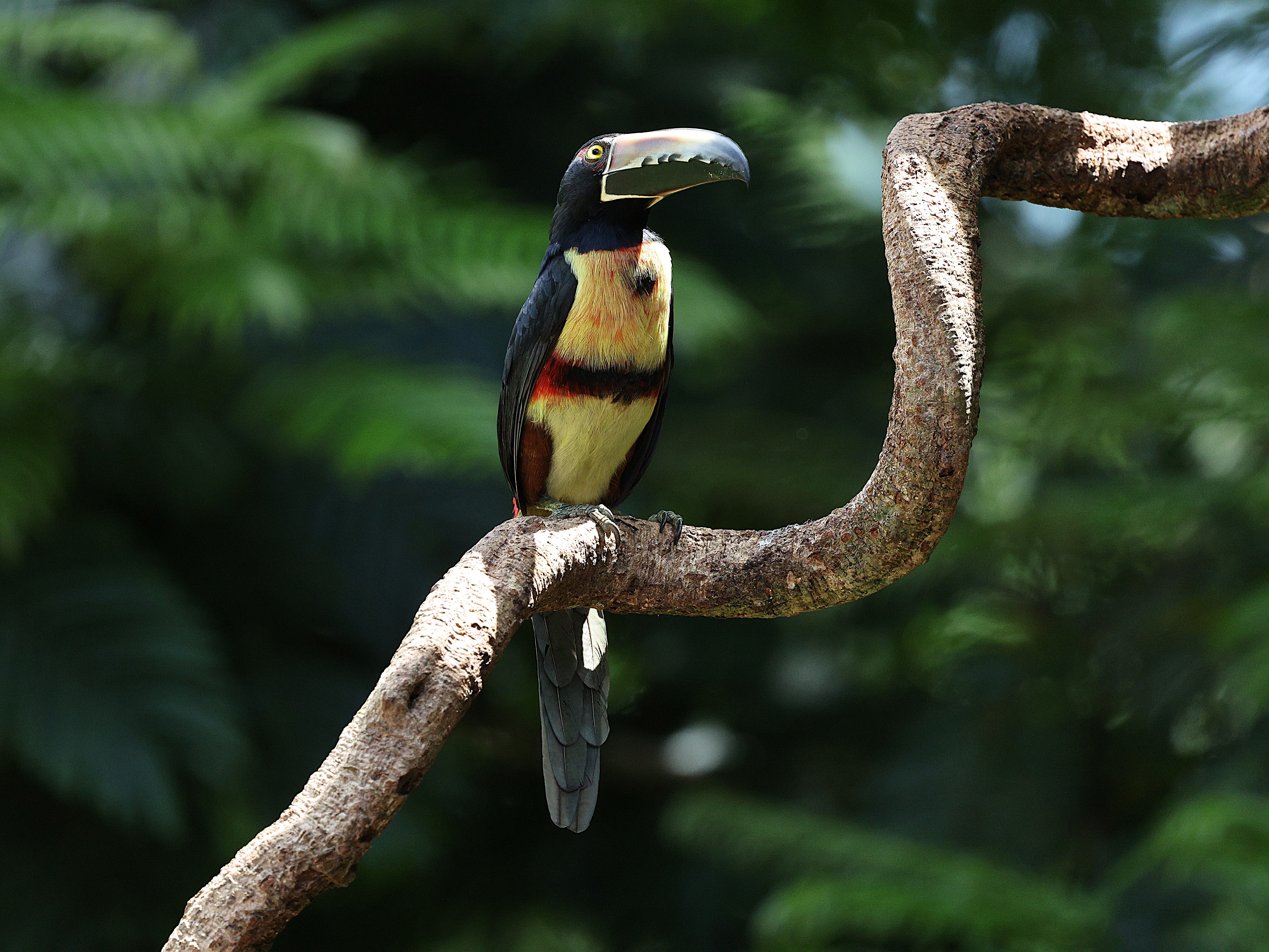 Costa Rica: Aventura y Naturaleza en Estado Puro