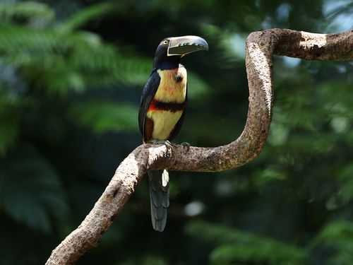 Free A colorful collared aracari toucan resting on a branch in a dense tropical forest. Stock Photo