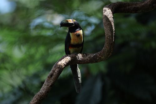 Free A vibrant collared aracari perched in a lush tropical forest setting, highlighting its colorful plumage. Stock Photo