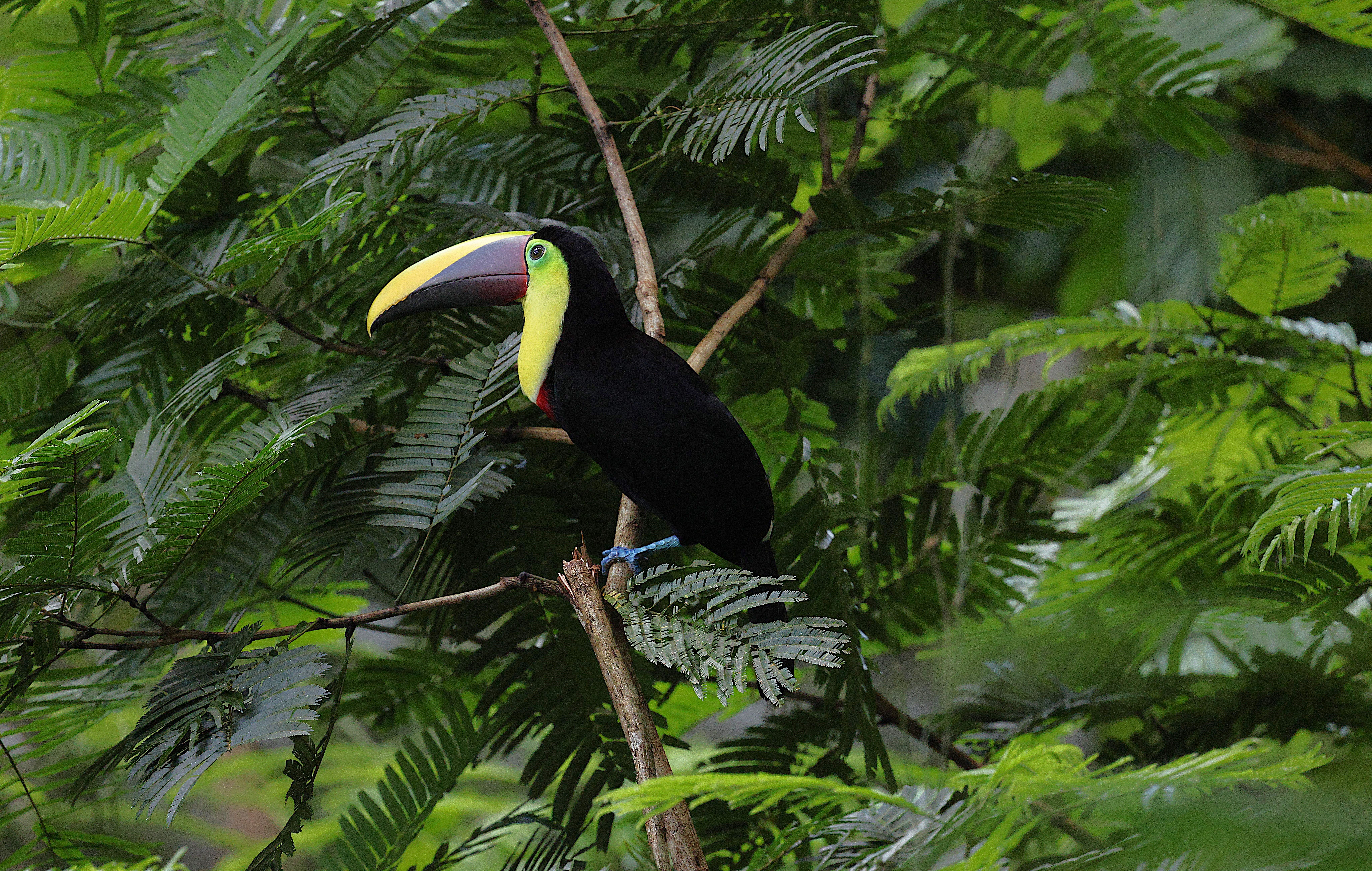 Bird photographer teaching in a rainforest clearing