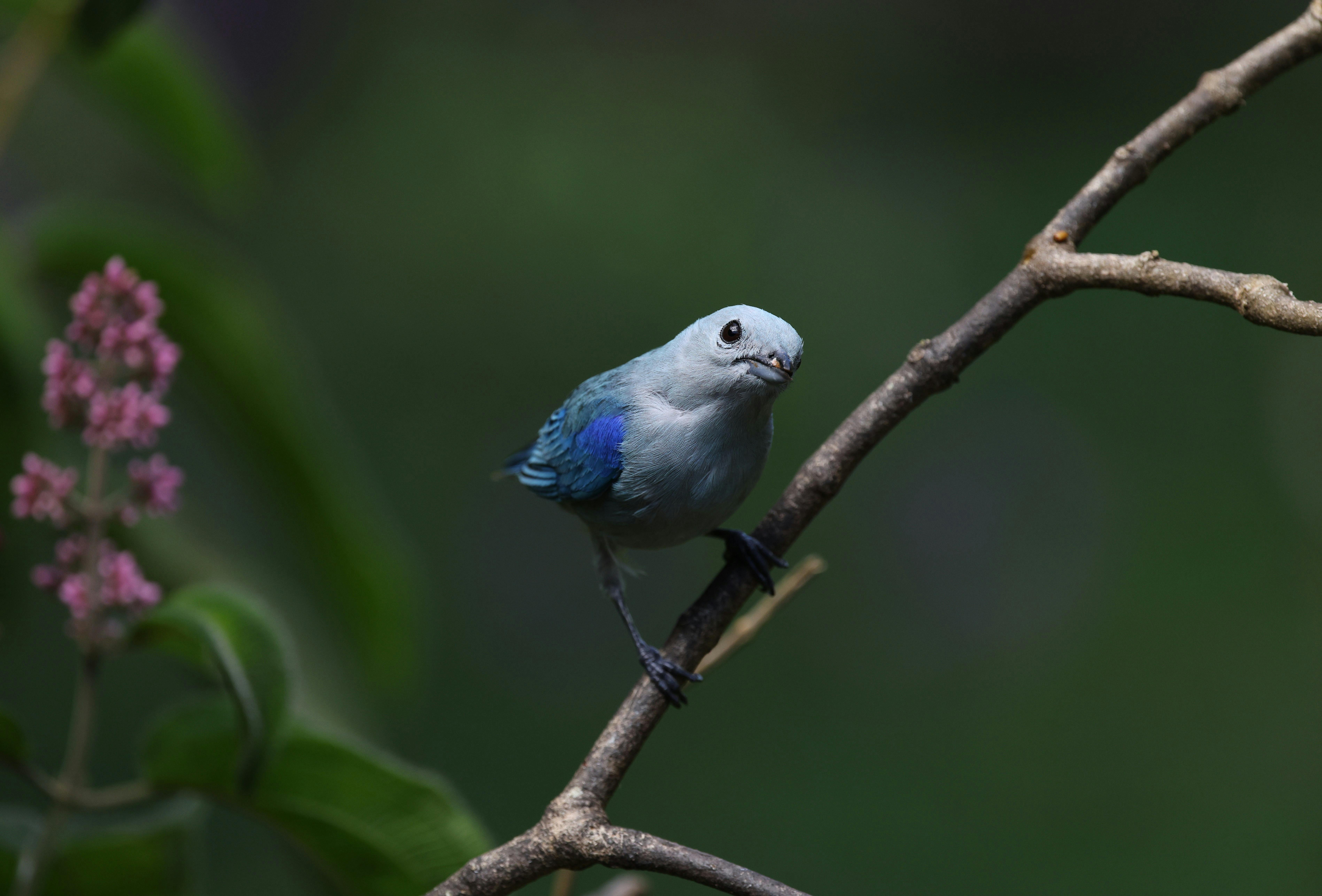 Close-up of a Blue-gray Tanager perched on a branch in tropical greenery.
