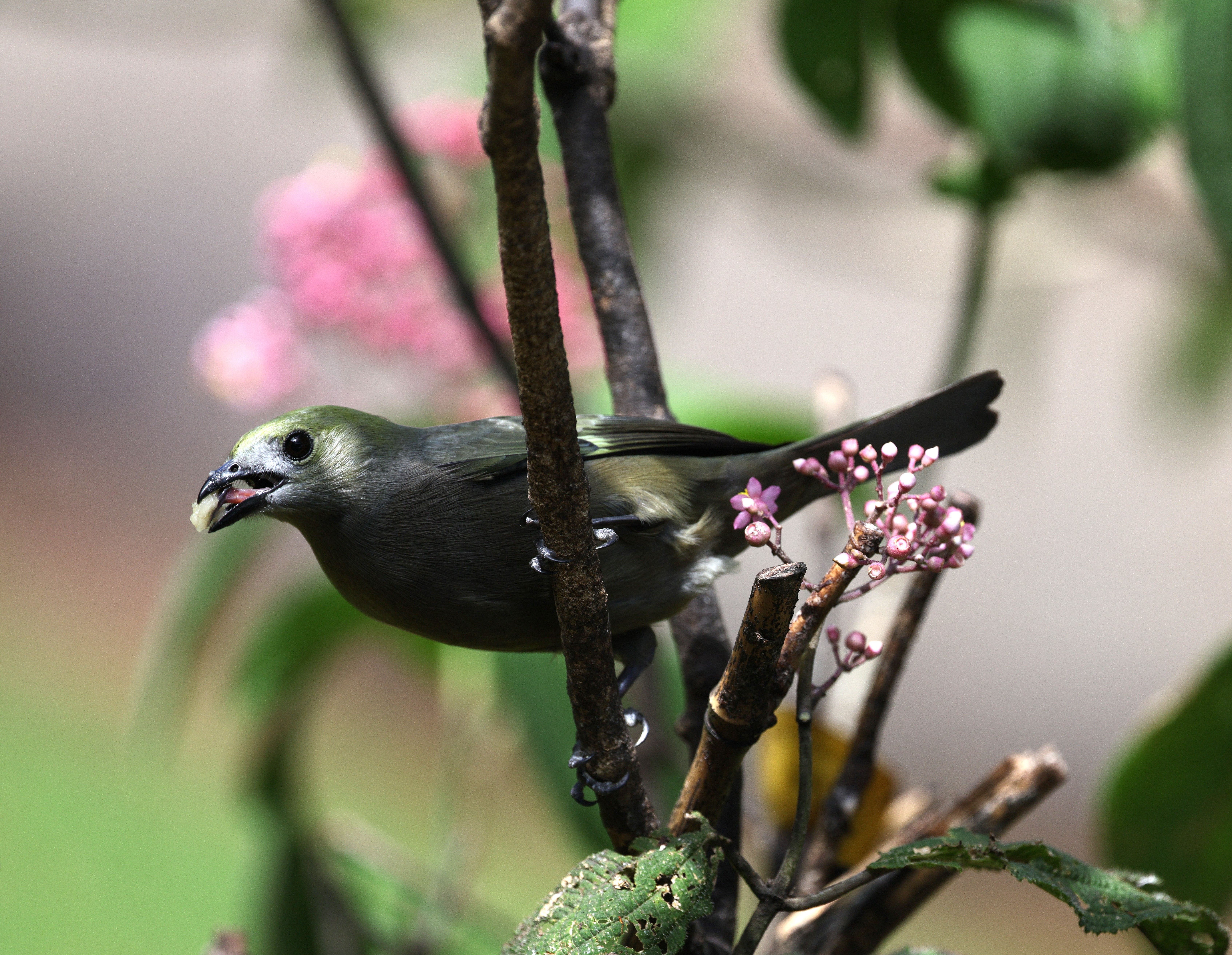 Close-up of Green Bird on Blossoming Branch Outdoors · Free Stock Photo