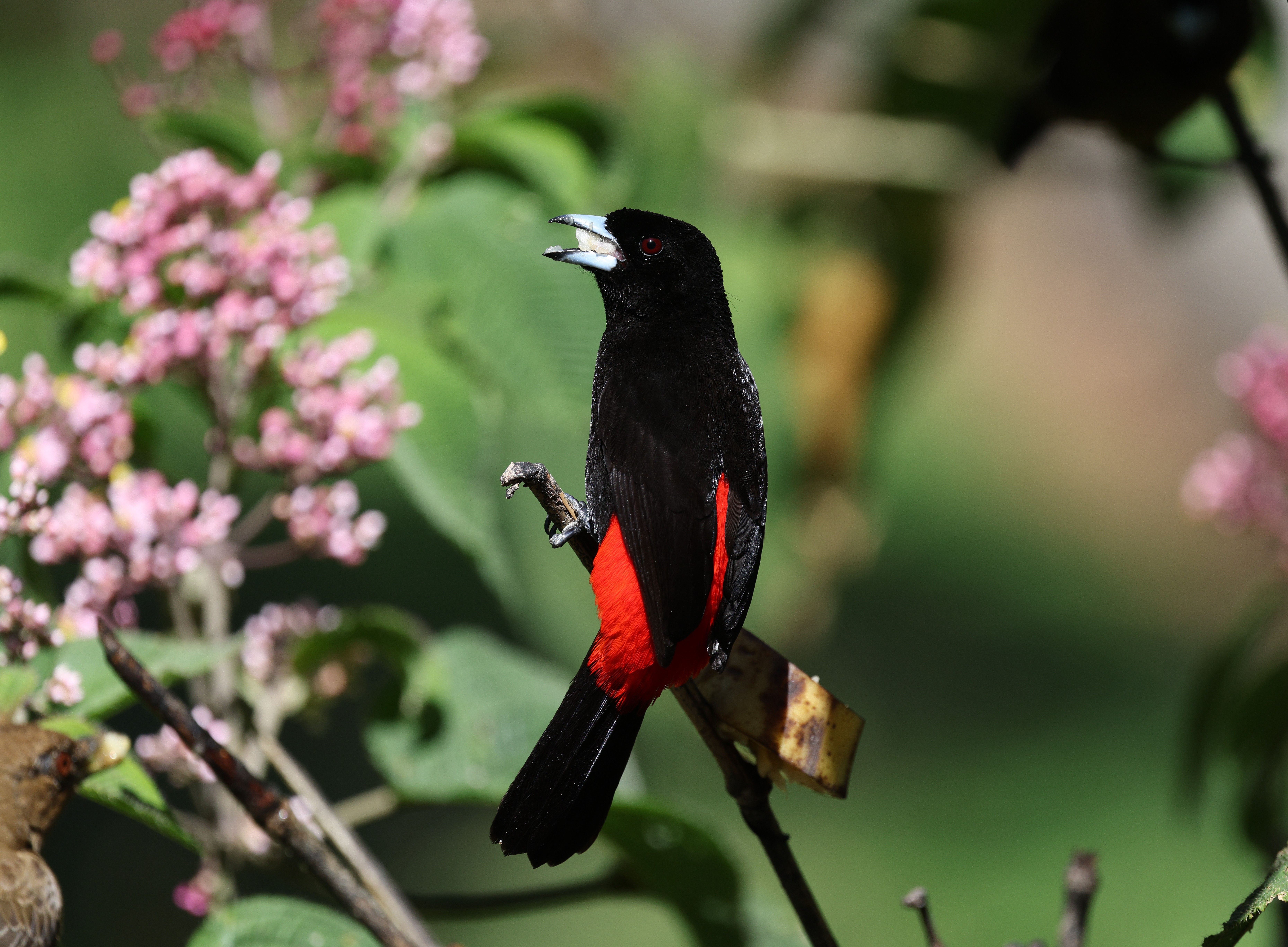 Las 15 aves más buscadas por observadores en República Dominicana