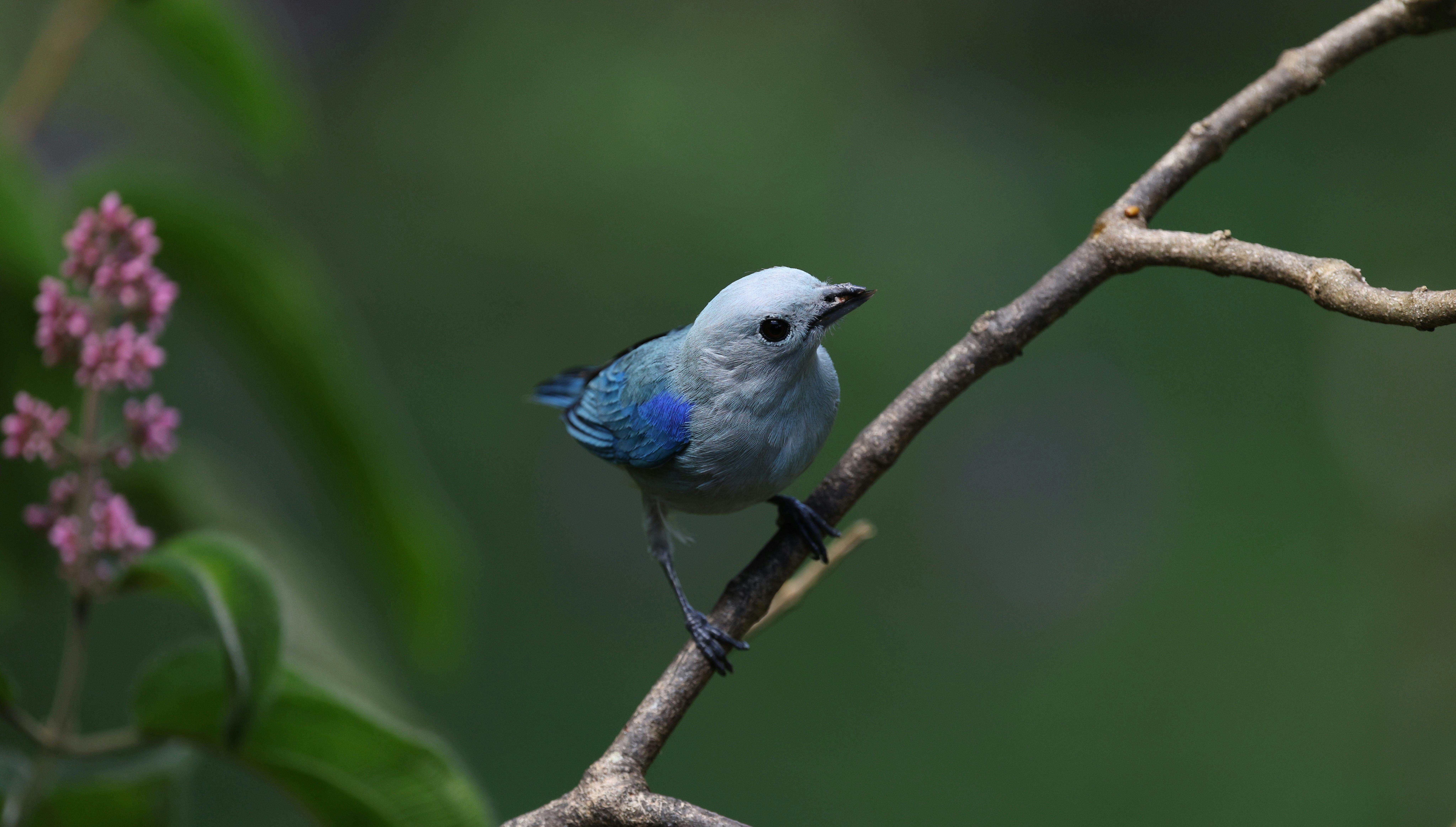 Close-up of a Blue-gray Tanager on a branch against a lush tropical backdrop.