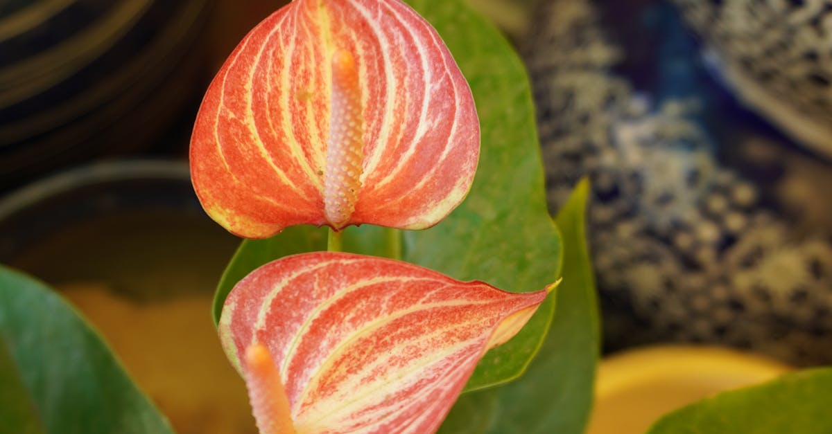 曾祥軒 花之微境 陶藝彩繪個展 彰化生活美學館盛夏登場