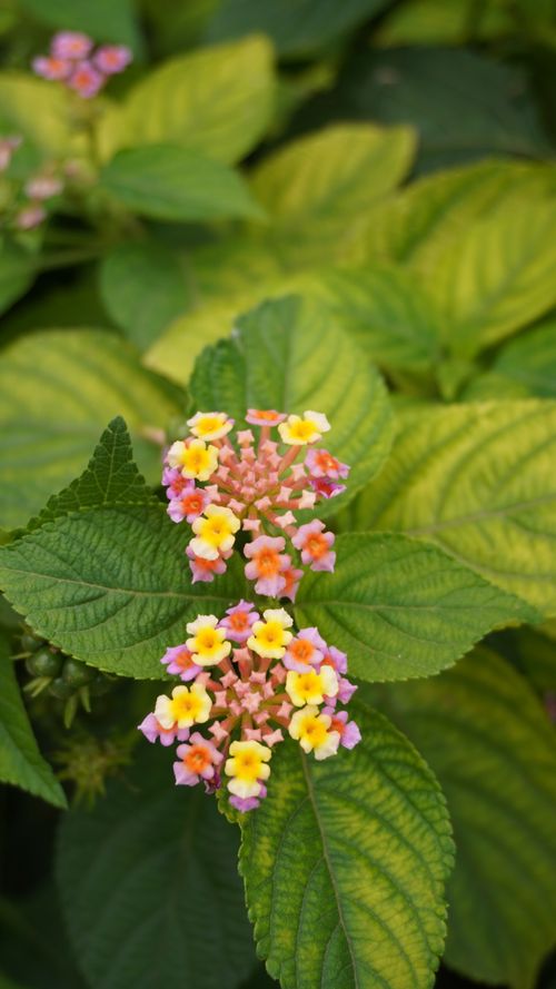 Free Macro shot of colorful lantana flowers against lush green leaves. Stock Photo