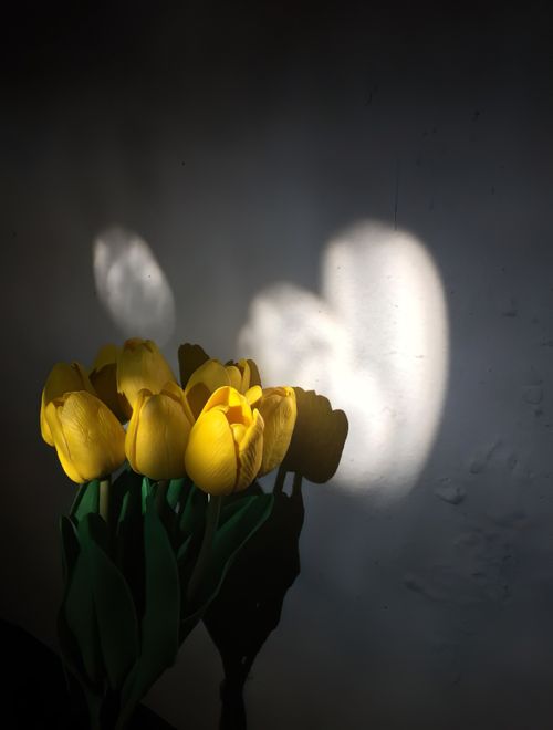 Free A vibrant bouquet of yellow tulips with dramatic shadows on a textured wall. Stock Photo