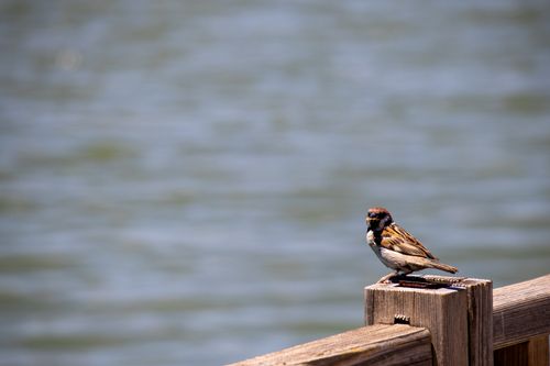 Free A sparrow sits on a wooden railing overlooking the water in Elazığ, Turkey. Stock Photo
