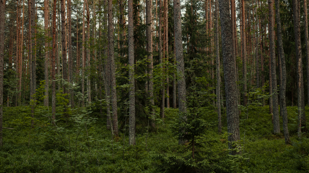 Dense evergreen forest with tall pine trees and rich undergrowth, showcasing natural beauty.
