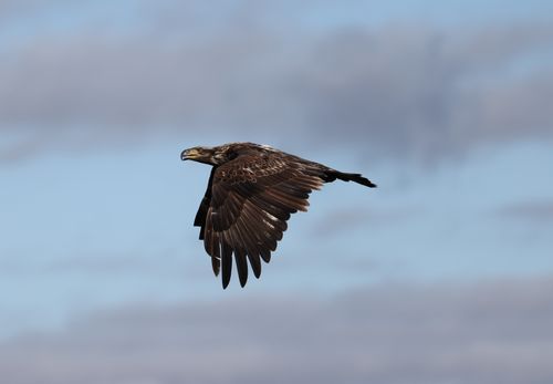 Free A juvenile bald eagle soars gracefully in the sky amidst serene clouds. Stock Photo