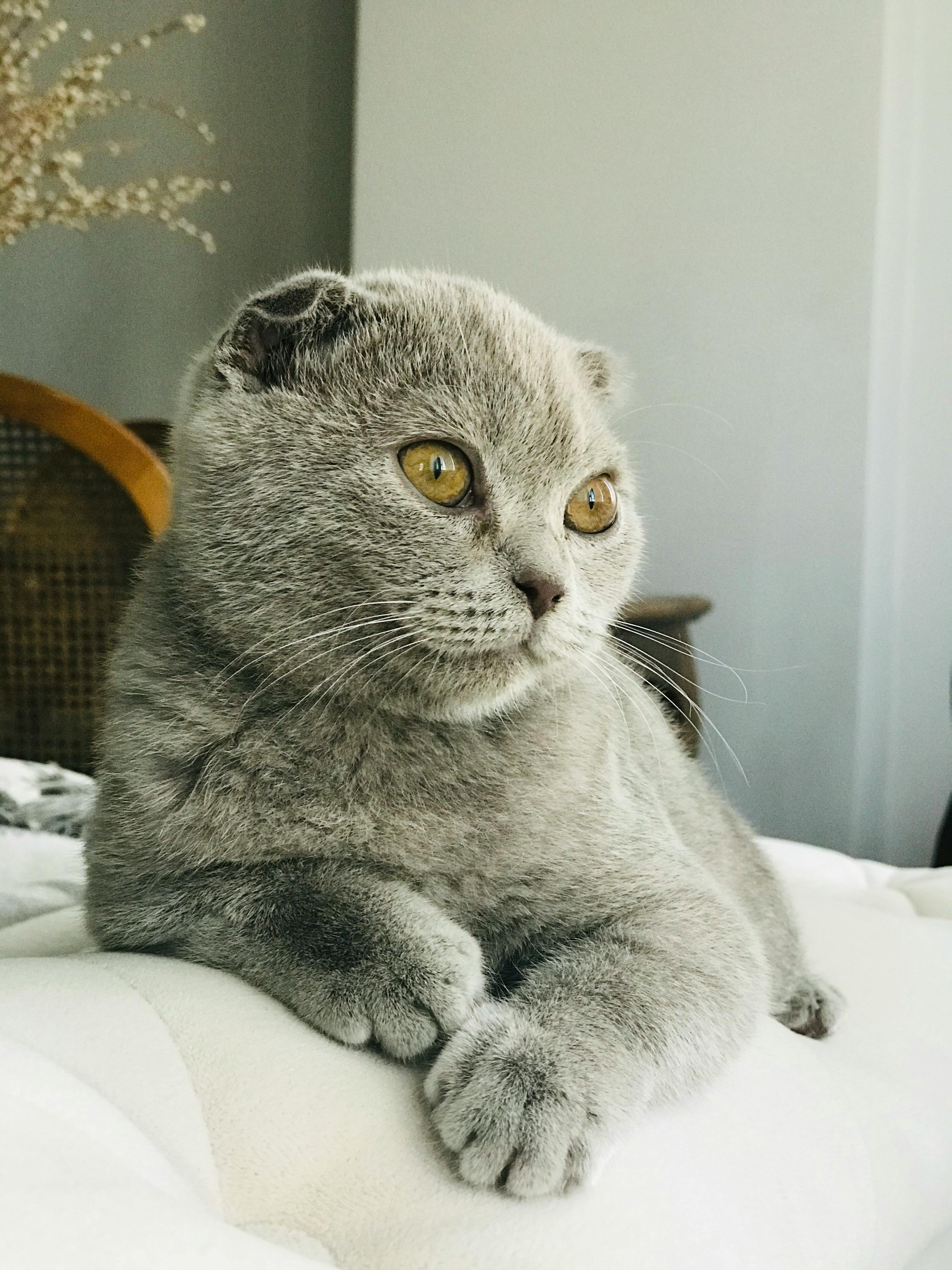 Adorable British Shorthair cat relaxing indoors on a cozy chair.