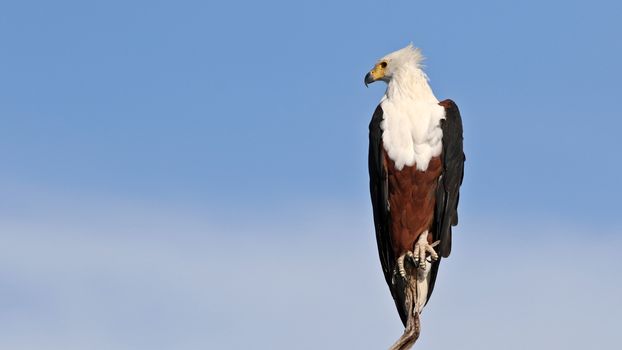 Close-up of African Fish Eagle perched with striking plumage against a clear blue sky.