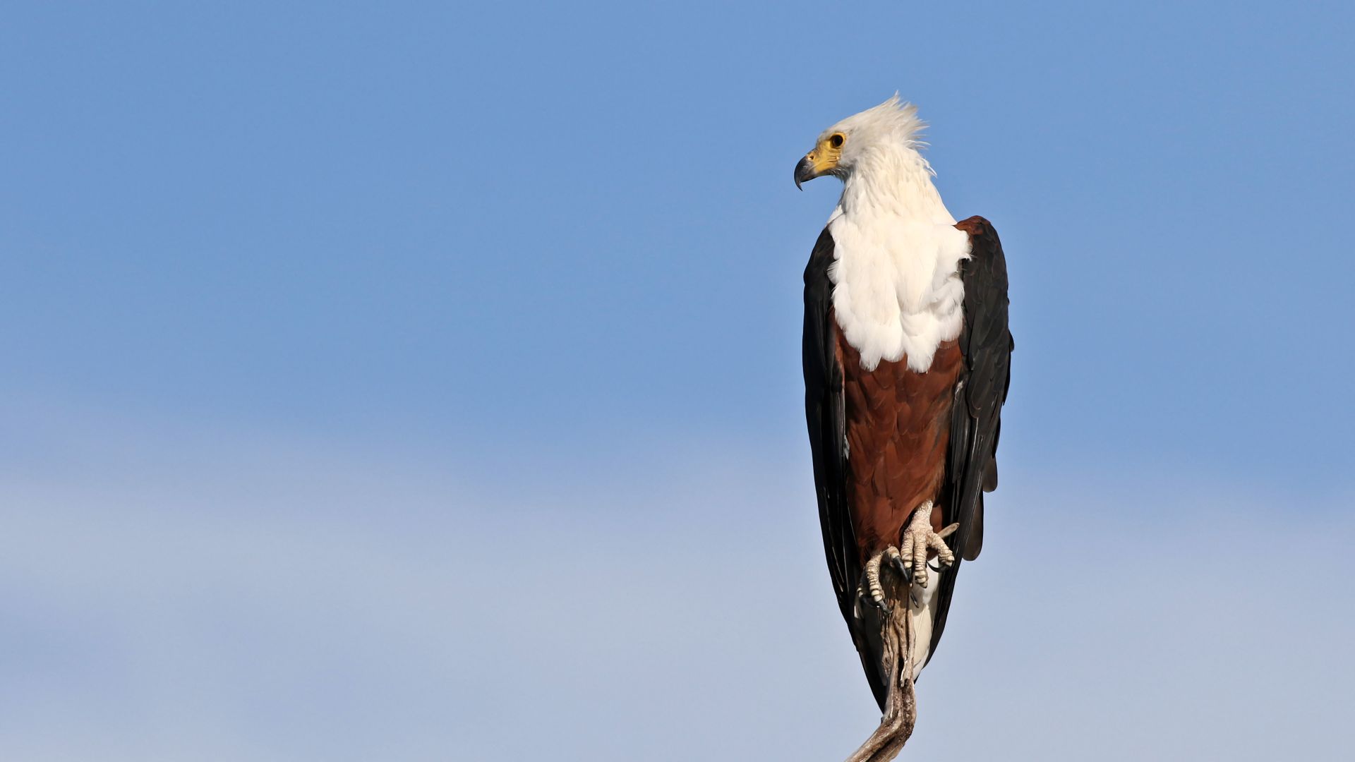 Observing the vibrant avian life of the high-altitude forests