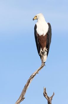 African Fish Eagle perched on a branch against the clear sky in Botswana's Chobe National Park.