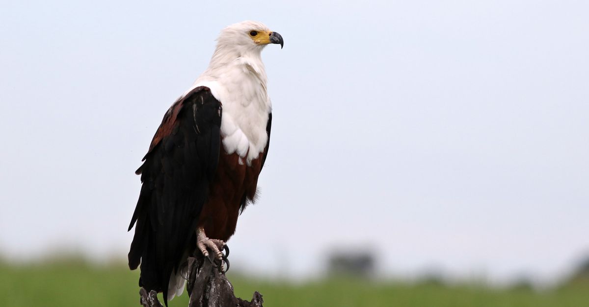 Chobe
