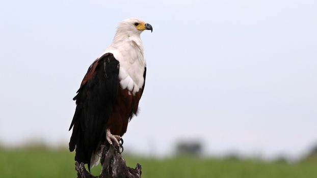 Majestic African Fish Eagle perched, Chobe National Park, Botswana.
