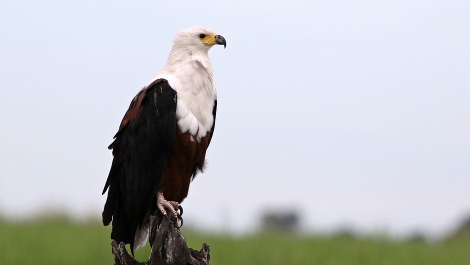 Majestic African Fish Eagle perched, Chobe National Park, Botswana.