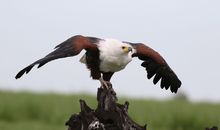African fish eagle (Haliaeetus vocifer) perched on branch in Chobe National Park, Botswana.