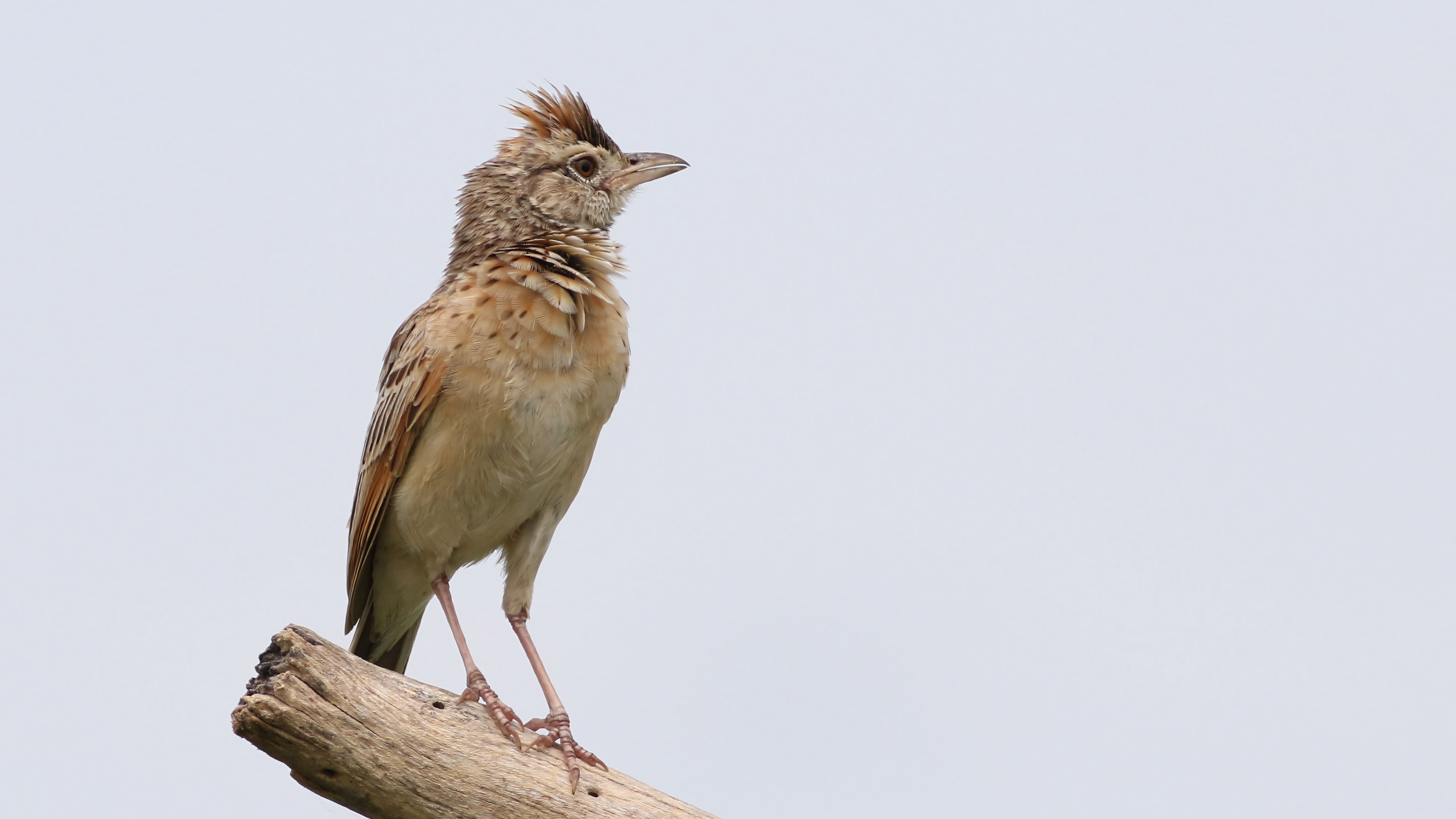 Beautiful Rufous-naped Lark (Mirafra africana) on a branch in Botswana's Savuti area.