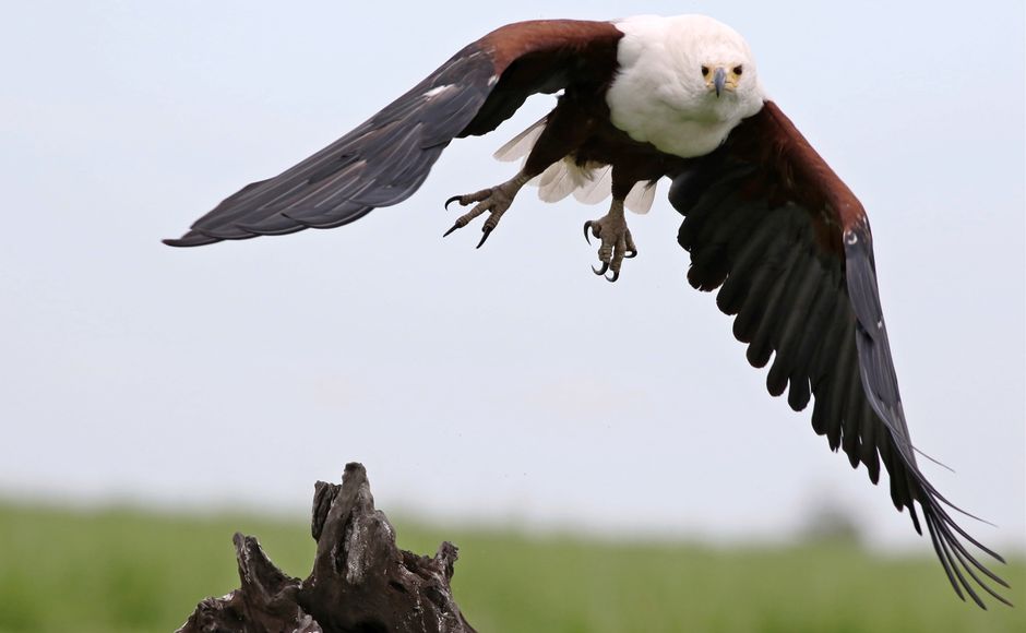 Dynamic capture of an African Fish Eagle (Haliaeetus vocifer) soaring over lush landscape.