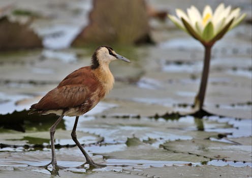 An African Jacana wades through water lilies in Chobe National Park, Botswana.