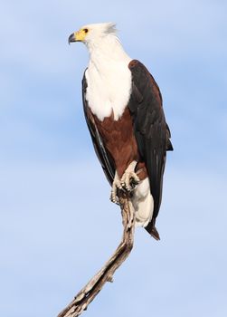 African Fish Eagle perched on branch against blue sky, showcasing majestic presence.