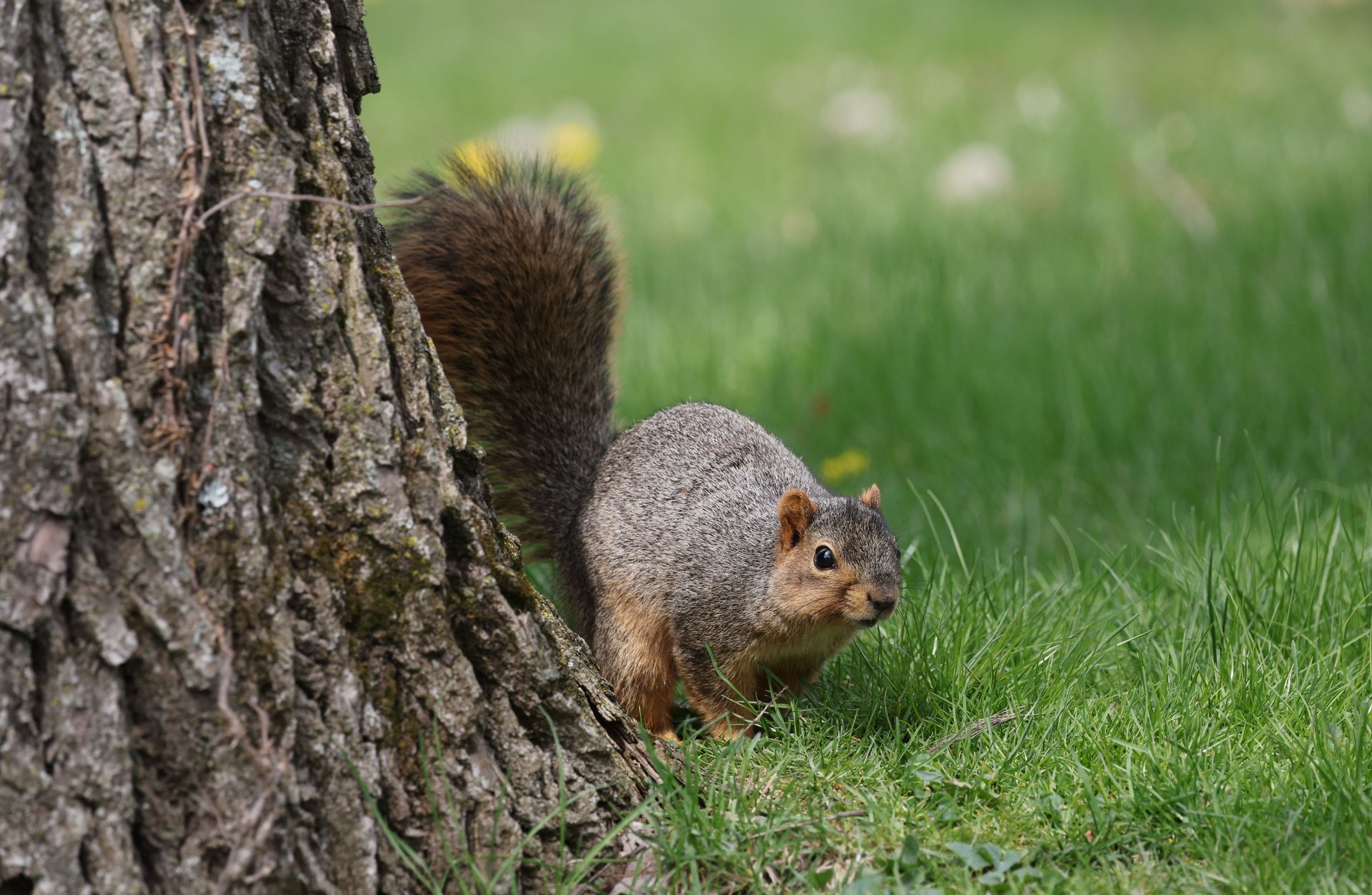 A fox squirrel (Sciurus niger) foraging beside a tree in a green backyard.