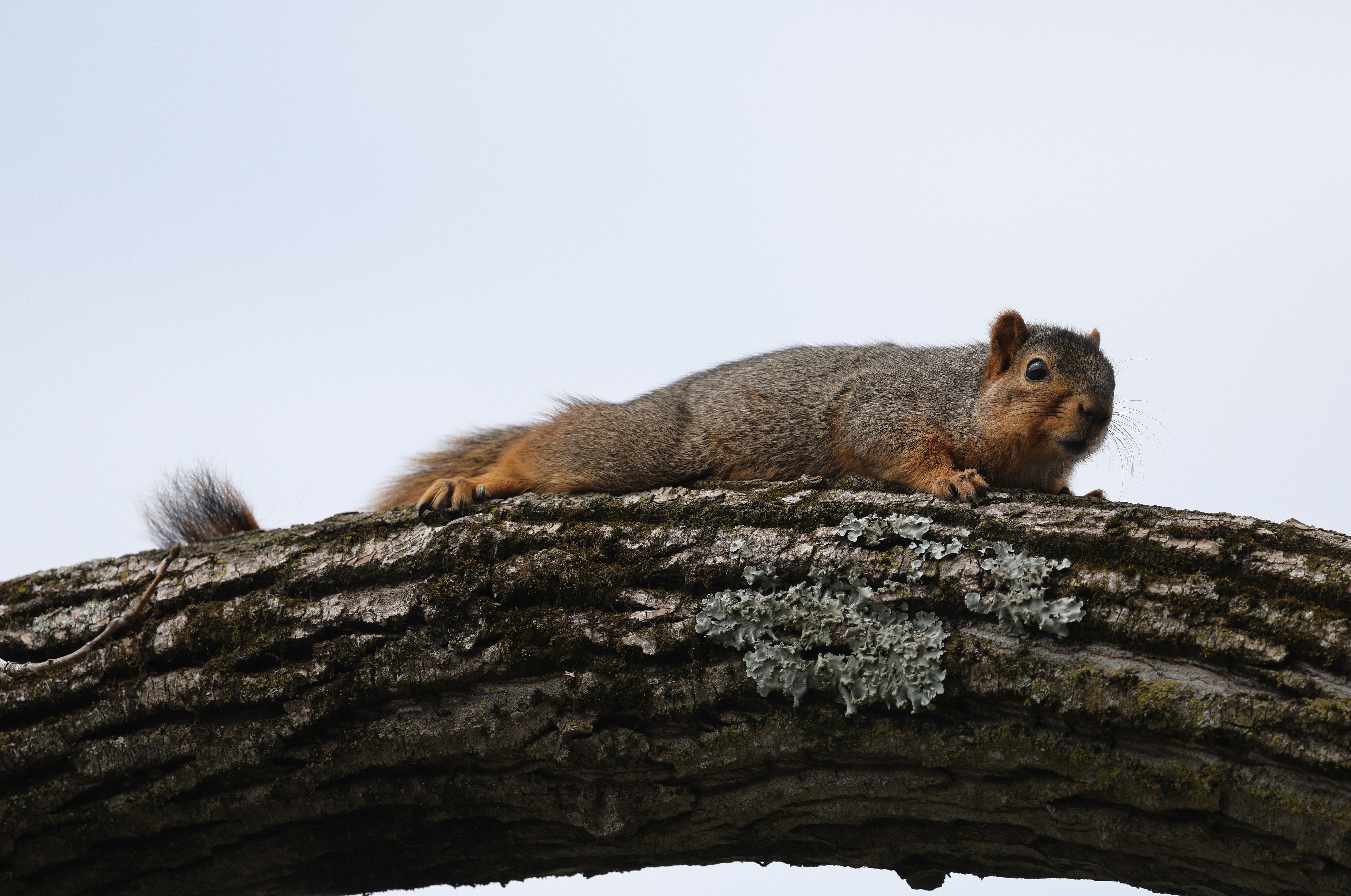 squirrel splooting mean