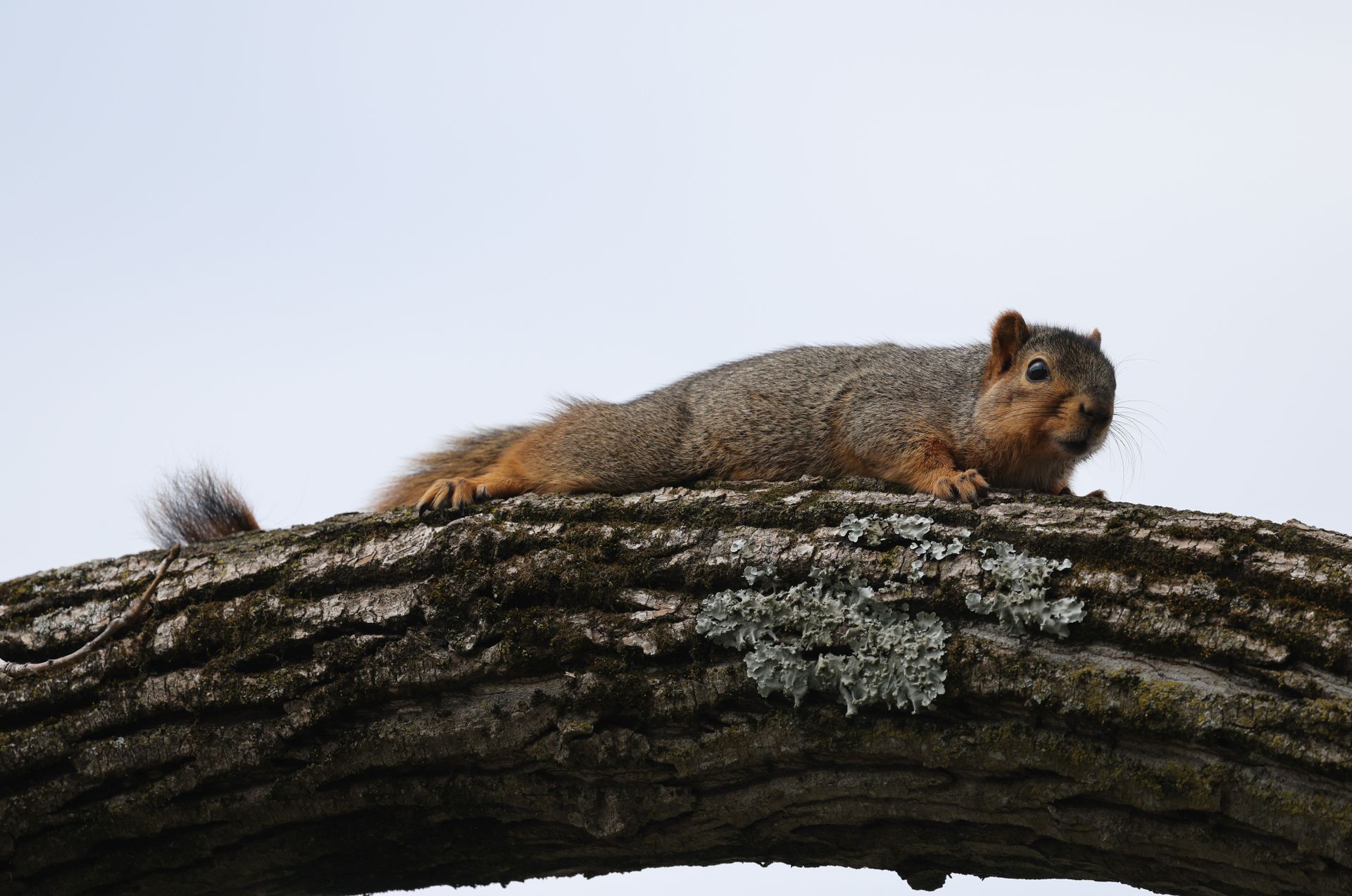 A fox squirrel lies comfortably on a lichen-covered tree branch, showcasing its natural habitat.