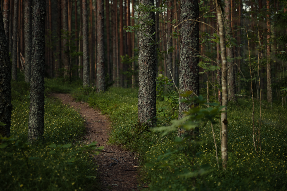 forest bathing phytoncide walking path
