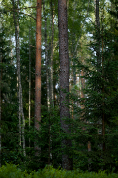 Explore the serene beauty of a lush green coniferous forest with tall evergreen trees.