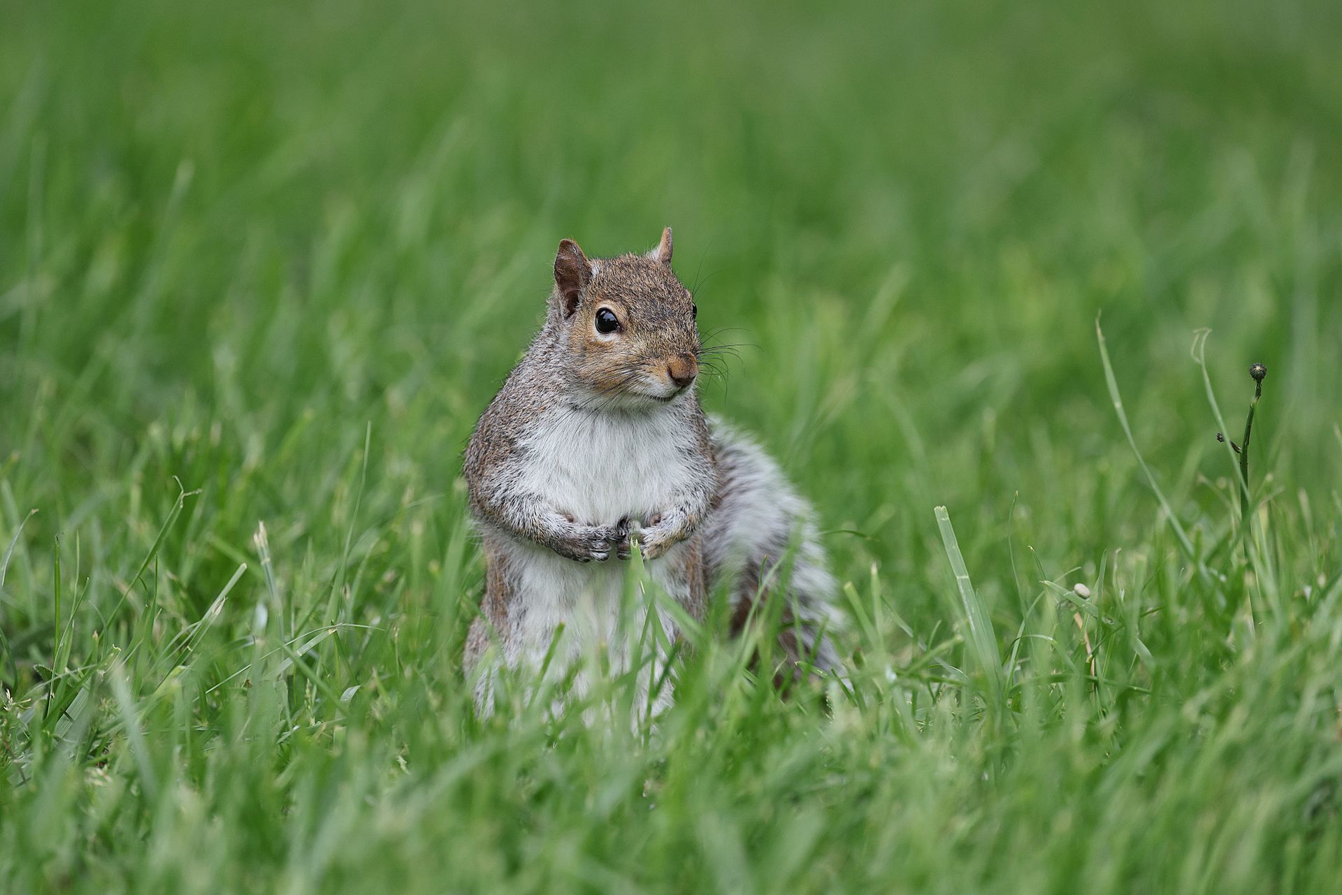 A western gray squirrel stands alert in a lush, green grassy field, captured in natural daylight.