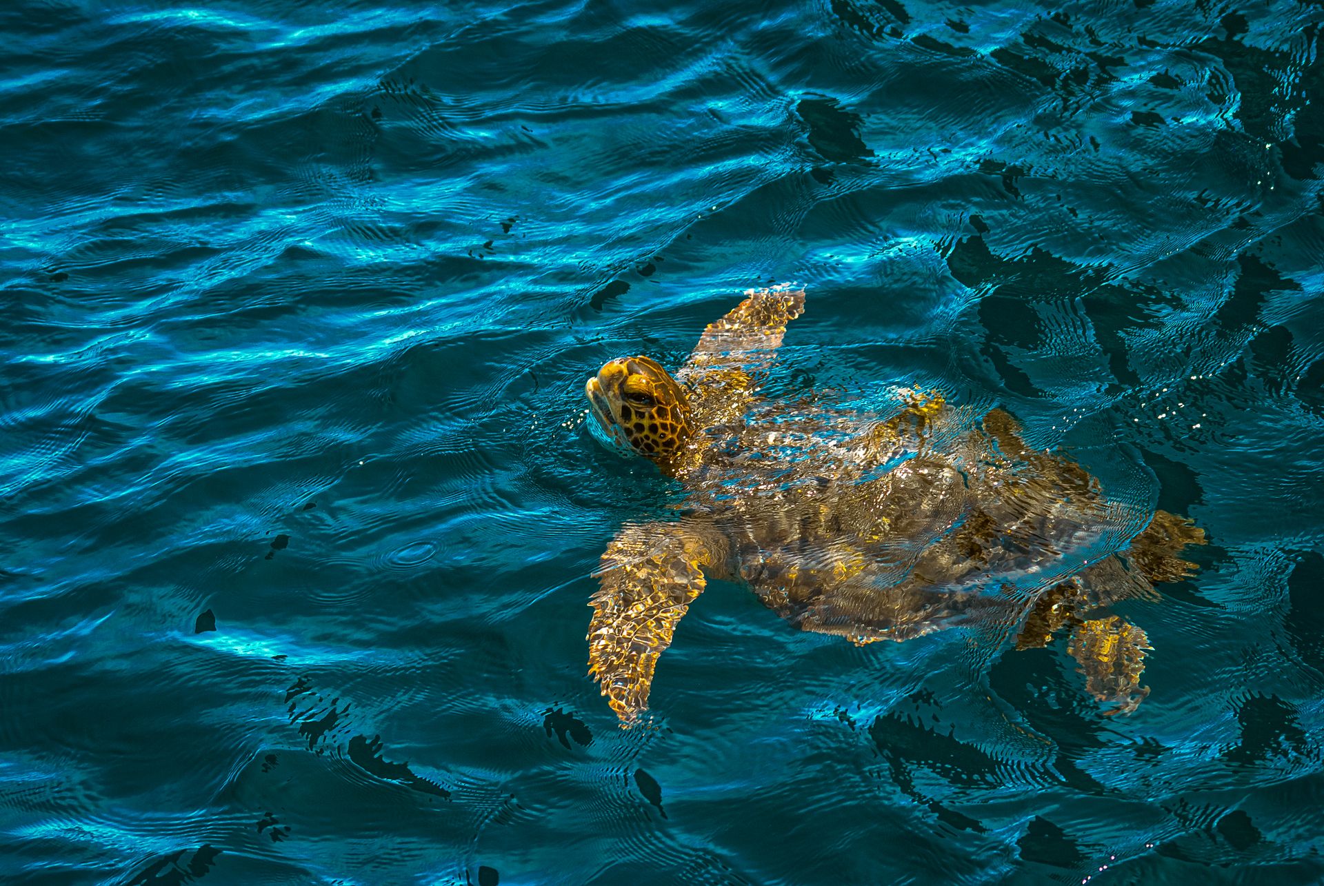 A vibrant image of a green sea turtle swimming in the clear blue waters of Galápagos, Ecuador.