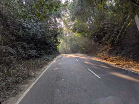 A serene forest road with sunlight streaming through trees on a bright day.