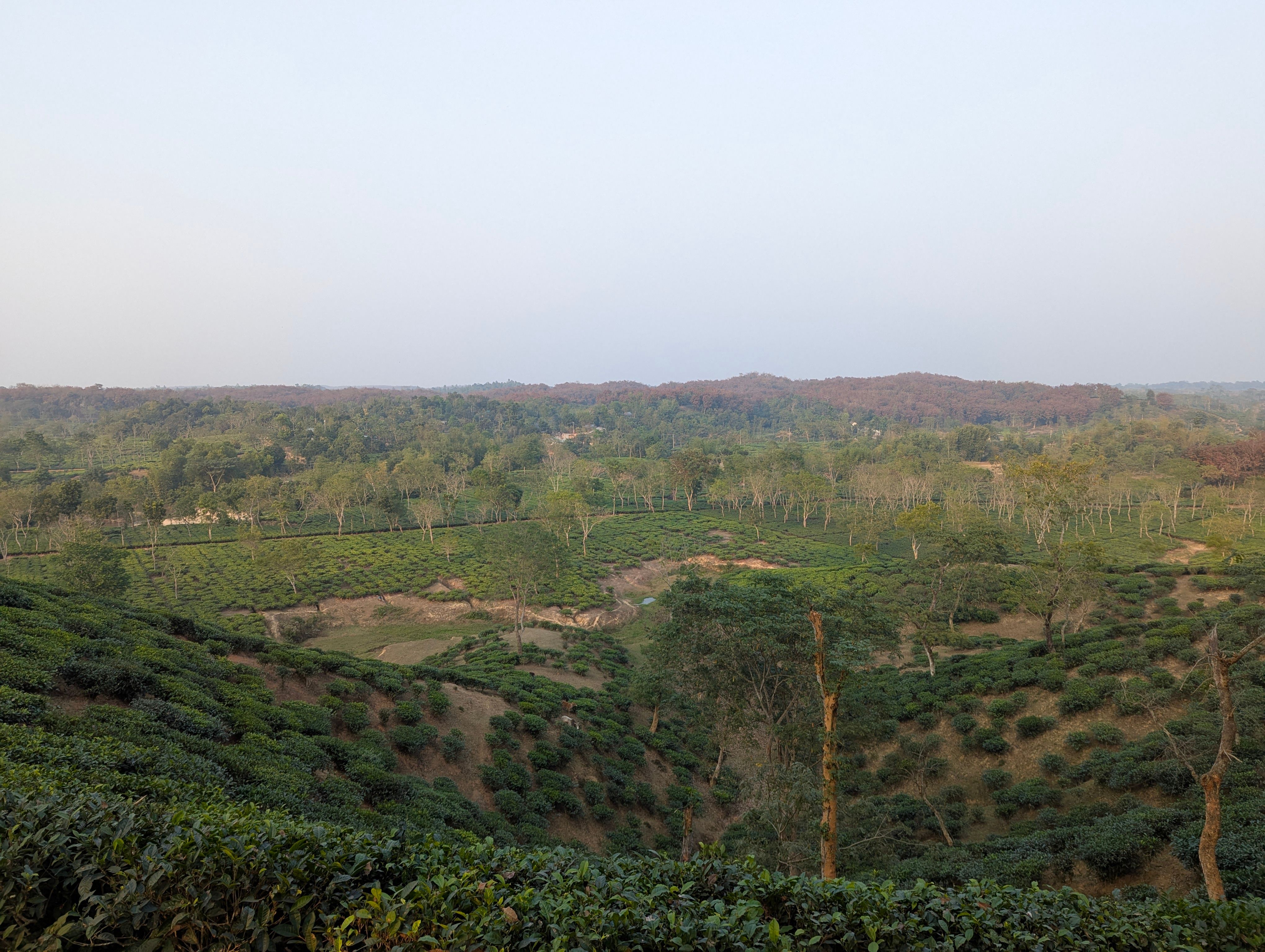 Assam Orthodox Tea
