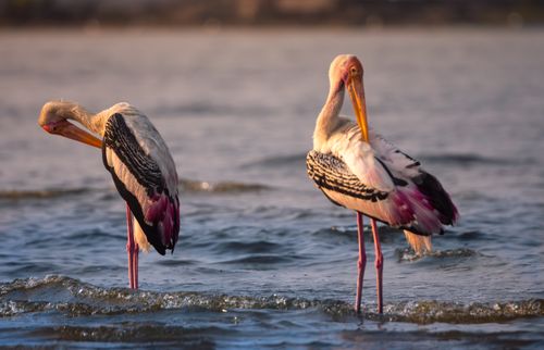 Free Elegant painted storks standing in water during daylight. Perfect wildlife scenario. Stock Photo