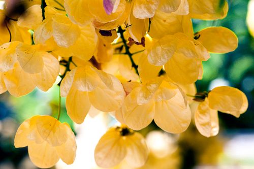 Free Vibrant close-up of golden shower tree flowers with yellow petals in an outdoor setting. Stock Photo