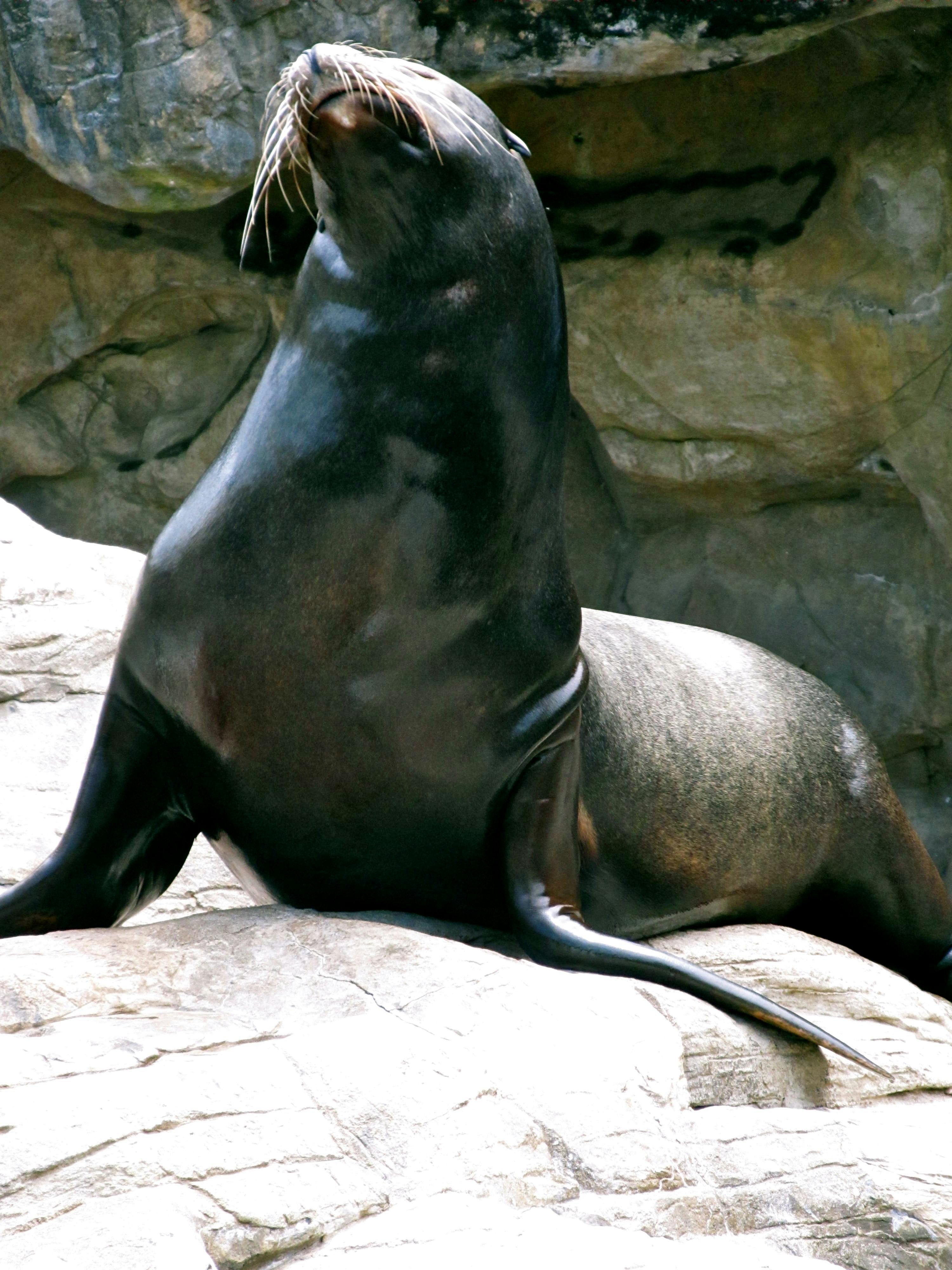 Free stock photo of animals, sealife