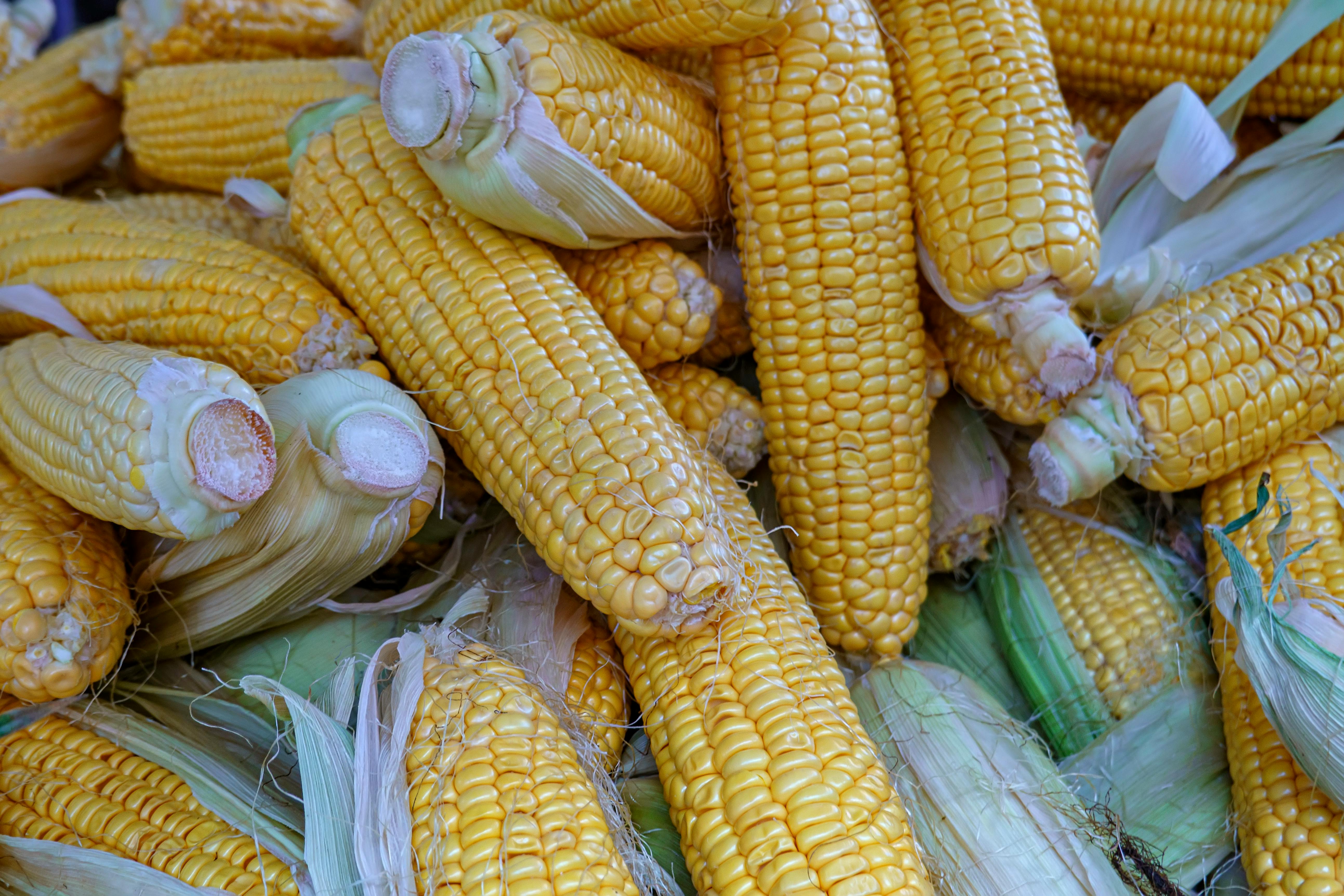 Close-up of fresh harvested corn cobs on display at a street market in Alicante, Spain.