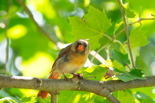 Free A female cardinal perched on a tree branch with green leaves in Canonsburg, Pennsylvania. Stock Photo