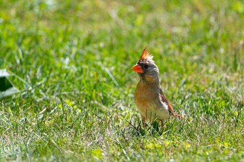 Free Portrait of a female cardinal in green grass in Canonsburg, Pennsylvania, captured on a sunny day. Stock Photo